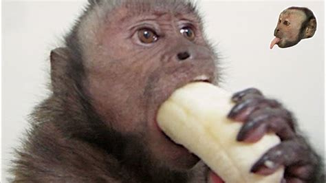 Monkey with Banana; Trans-Dominant